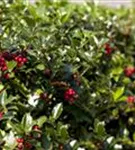 Alaska-Stechpalme - Ilex aquif.'Alaska'