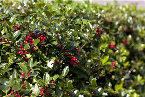 Alaska-Stechpalme - Ilex aquif.'Alaska'