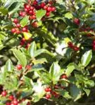 Alaska-Stechpalme - Ilex aquif.'Alaska'