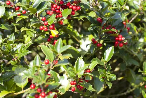 Alaska-Stechpalme - Ilex aquif.'Alaska'