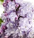 Edelflieder 'Michel Buchner' - Syringa vulg.'Michel Buchner' - Formgehölze