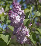 Edelflieder 'Michel Buchner' - Syringa vulg.'Michel Buchner' - Formgehölze