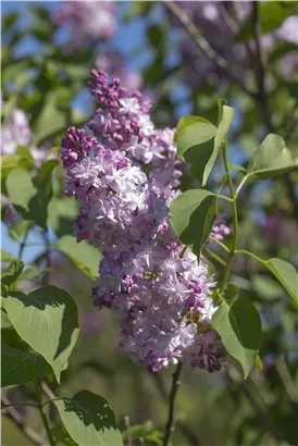 Edelflieder 'Michel Buchner' - Syringa vulg.'Michel Buchner' - Formgehölze