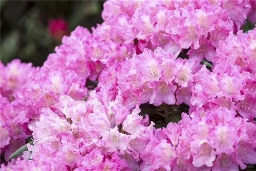 Yaku-Rhododendron 'Kalinka' - Rhododendron yak.'Kalinka' I