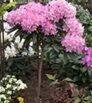 Yaku-Rhododendron 'Kalinka' - Rhododendron yak.'Kalinka' I