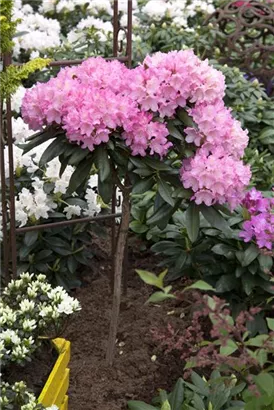 Yaku-Rhododendron 'Kalinka' - Rhododendron yak.'Kalinka' I