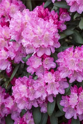 Yaku-Rhododendron 'Kalinka' - Rhododendron yak.'Kalinka' I