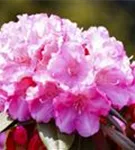 Yaku-Rhododendron 'Kalinka' - Rhododendron yak.'Kalinka' I