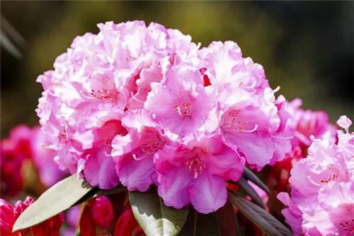 Yaku-Rhododendron 'Kalinka' - Rhododendron yak.'Kalinka' I