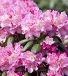 Yaku-Rhododendron 'Kalinka' - Rhododendron yak.'Kalinka' I