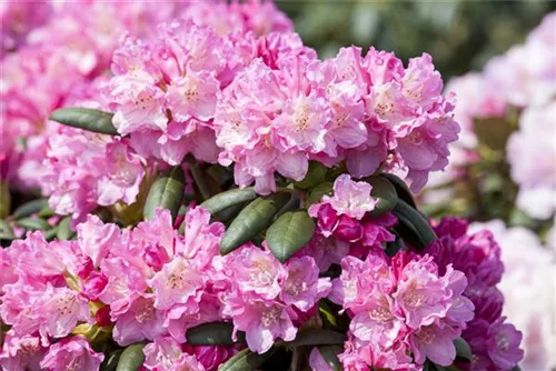 Yaku-Rhododendron 'Kalinka' - Rhododendron yak.'Kalinka' I