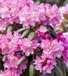 Yaku-Rhododendron 'Kalinka' - Rhododendron yak.'Kalinka' I