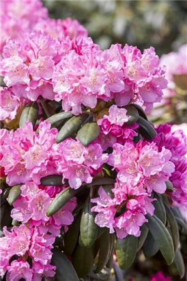 Yaku-Rhododendron 'Kalinka' - Rhododendron yak.'Kalinka' I