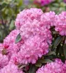 Yaku-Rhododendron 'Kalinka' - Rhododendron yak.'Kalinka' I