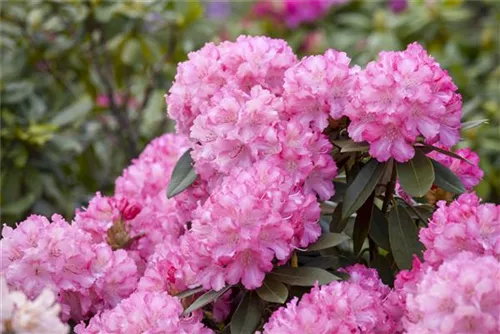 Yaku-Rhododendron 'Kalinka' - Rhododendron yak.'Kalinka' I