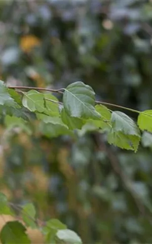 Betula pendula - Baum