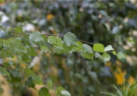 Betula pendula - Formgehölze - Sandbirke