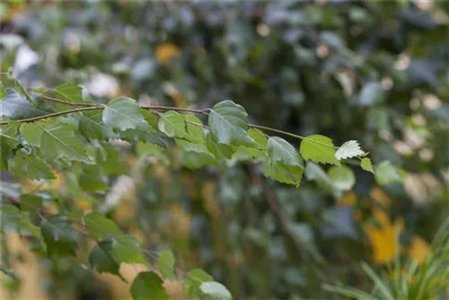 Trauerbirke - Betula pendula 'Youngii'