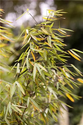 Gartenbambus 'Jiuzhaigou 1' - Fargesia 'Jiuzhaigou 1'