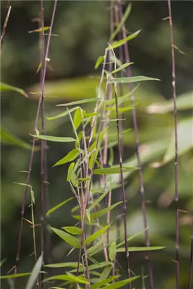 Gartenbambus 'Jiuzhaigou 1' - Fargesia 'Jiuzhaigou 1'