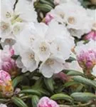 Yaku-Rhododendron 'Koichiro Wada' - Rhododendron yak.'Koichiro Wada' II