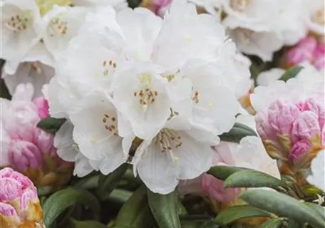 Rhododendron yak.'Koichiro Wada' II - Yaku-Rhododendron 'Koichiro Wada'