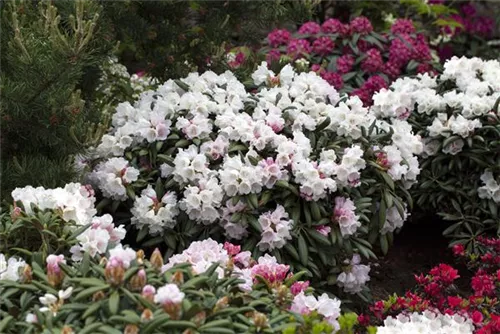 Yaku-Rhododendron 'Koichiro Wada' - Rhododendron yak.'Koichiro Wada' II