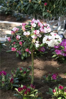 Yaku-Rhododendron 'Koichiro Wada' - Rhododendron yak.'Koichiro Wada' II