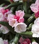 Yaku-Rhododendron 'Koichiro Wada' - Rhododendron yak.'Koichiro Wada' II