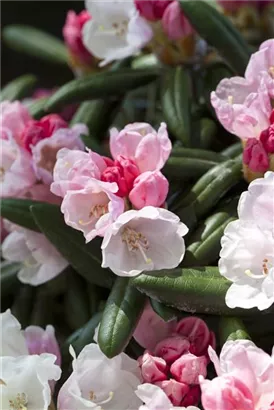 Yaku-Rhododendron 'Koichiro Wada' - Rhododendron yak.'Koichiro Wada' II