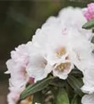 Yaku-Rhododendron 'Koichiro Wada' - Rhododendron yak.'Koichiro Wada' II