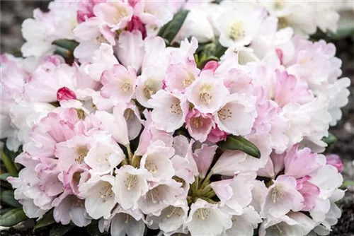 Yaku-Rhododendron 'Koichiro Wada' - Rhododendron yak.'Koichiro Wada' II