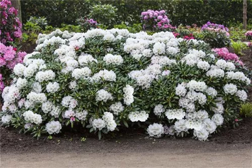 Yaku-Rhododendron 'Koichiro Wada' - Rhododendron yak.'Koichiro Wada' II