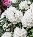 Yaku-Rhododendron 'Koichiro Wada' - Rhododendron yak.'Koichiro Wada' II