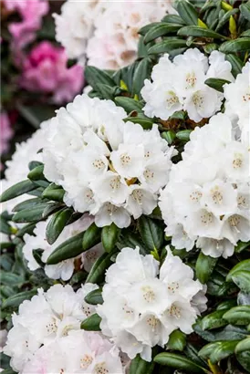 Yaku-Rhododendron 'Koichiro Wada' - Rhododendron yak.'Koichiro Wada' II