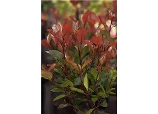 Photinia fraseri 'Little Red Robin' - Formgehölze