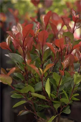 Glanzmispel 'LIttle Red Robin' - Photinia fraseri 'Little Red Robin' - Heckenpflanzen