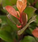 Glanzmispel 'LIttle Red Robin' - Photinia fraseri 'Little Red Robin' - Heckenpflanzen