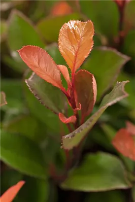 Glanzmispel 'LIttle Red Robin' - Photinia fraseri 'Little Red Robin' - Heckenpflanzen