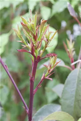 Glanzmispel 'LIttle Red Robin' - Photinia fraseri 'Little Red Robin' - Heckenpflanzen