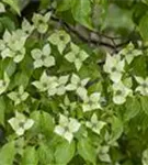 Chinesischer Hartriegel - Cornus kousa 'China Girl'