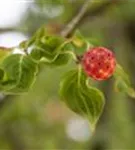 Chinesischer Hartriegel - Cornus kousa 'China Girl'