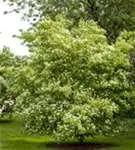 Chinesischer Hartriegel - Cornus kousa 'China Girl'