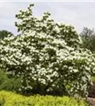 Amerik.Blumen-Hartriegel - Cornus florida - Formgehölze