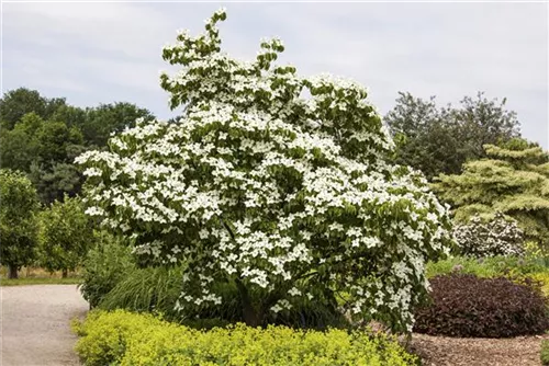 Amerik.Blumen-Hartriegel - Cornus florida - Formgehölze