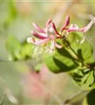 Geißschlinge 'Goldflame' - Lonicera heckrottii 'Goldflame'