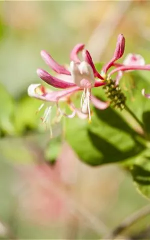 Lonicera heckrottii 'Goldflame'