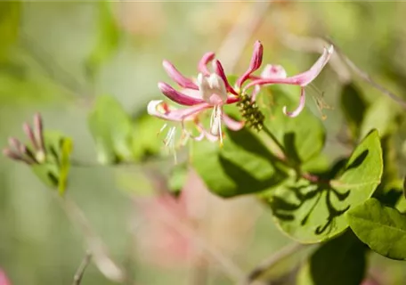 Lonicera heckrottii 'Goldflame' - Geißschlinge 'Goldflame'