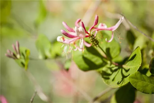 Geißschlinge 'Goldflame' - Lonicera heckrottii 'Goldflame'