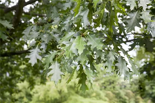 Amerik.Roteiche - Quercus rubra